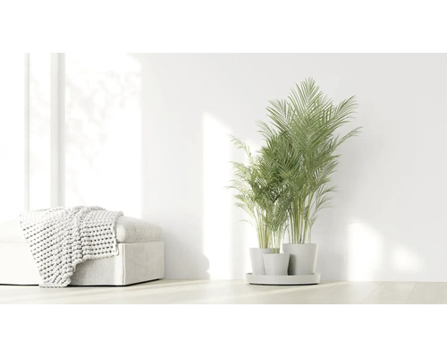 Heller Raum mit einer grünen Palme in weißen Töpfen und einem Hocker mit einer Strickdecke.
