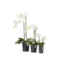 Drei weiße Phalaenopsis Orchideen in verschiedenen Größen in schwarzen Kunststofftöpfen.