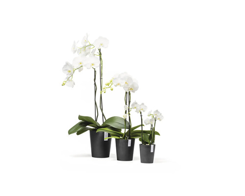 Drei weiße Phalaenopsis Orchideen in verschiedenen Größen in schwarzen Kunststofftöpfen.