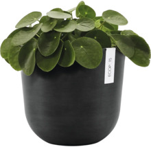 Pilea peperomioides Zimmerpflanze in einem runden dunklen Ecopots Übertopf mit matter Oberfläche.