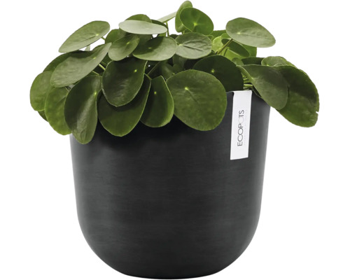 Pilea peperomioides Zimmerpflanze in einem runden dunklen Ecopots Übertopf mit matter Oberfläche.
