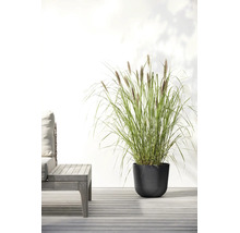 Hohes Lampenputzergras in einem runden Pflanztopf auf einer modernen Holzterrasse neben einem Gartenstuhl.
