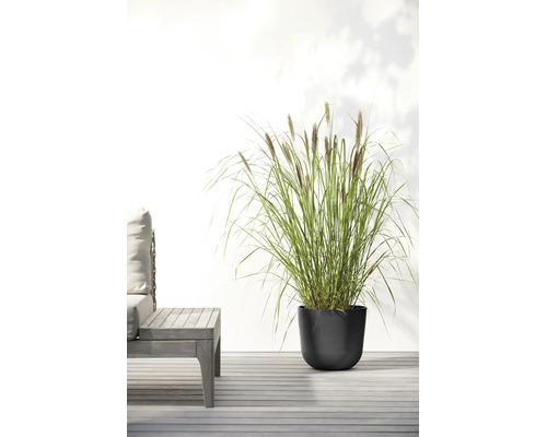 Hohes Lampenputzergras in einem runden Pflanztopf auf einer modernen Holzterrasse neben einem Gartenstuhl.
