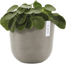 Pilea peperomioides Zimmerpflanze in einem runden Ecopots Blumentopf.