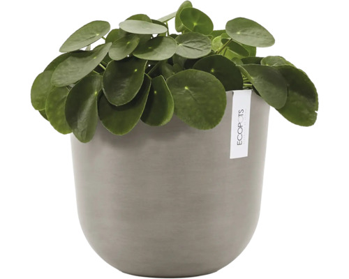 Pilea peperomioides Zimmerpflanze in einem runden Ecopots Blumentopf.