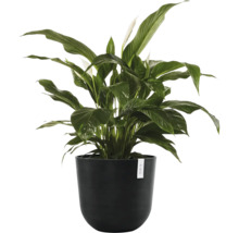 Zimmerpflanze Einblatt (Spathiphyllum) mit dunkelgrünen Blättern und weißen Blüten in einem runden schwarzen Übertopf.