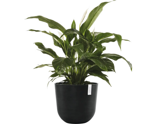 Zimmerpflanze Einblatt (Spathiphyllum) mit dunkelgrünen Blättern und weißen Blüten in einem runden schwarzen Übertopf.