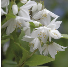 Deutzie mit weißen Blüten