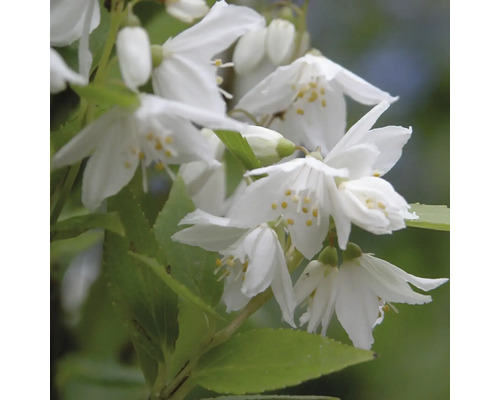 Deutzie mit weißen Blüten