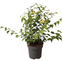 Strauch mit grünen Blättern und gelben Blüten in einem Topf