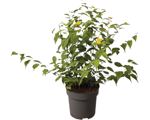 Strauch mit grünen Blättern und gelben Blüten in einem Topf