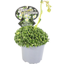 Rispen-Steinbrech im Topf