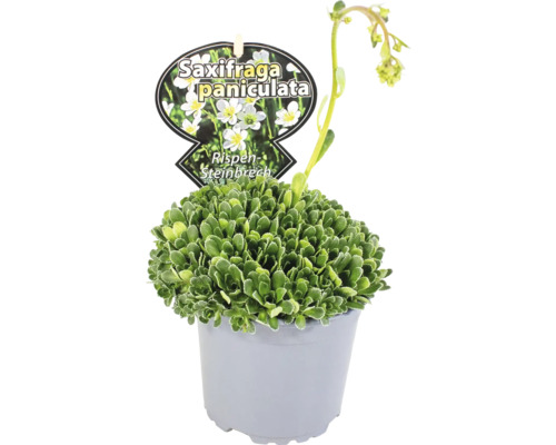 Rispen-Steinbrech im Topf