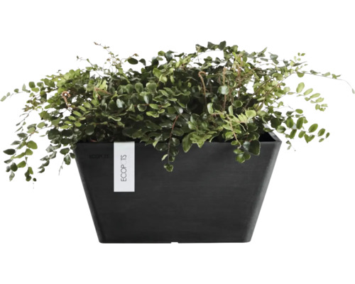 Grüne Pflanze in einem dunklen, eckigen Pflanzgefäß mit ECOPOTS Logo.