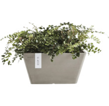 Pflanze in einem rechteckigen Pflanzgefäß von Ecopots.