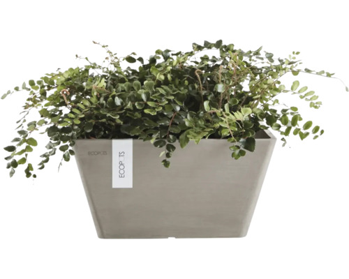 Pflanze in einem rechteckigen Pflanzgefäß von Ecopots.