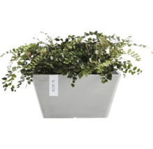 Grüne Pflanze in einem grauen ECOPOTS Pflanzkübel.