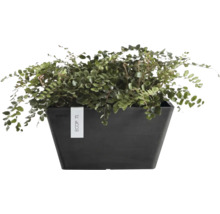 Pellaea rotundifolia Zimmerfarn in einem rechteckigen, dunklen Ecopots Pflanzgefäß.