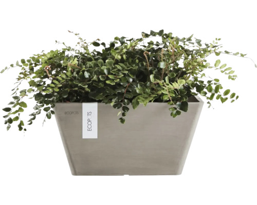 Zimmerpflanze in einem grauen quadratischen Ecopots Pflanzgefäß.