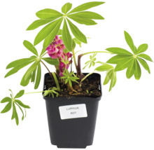 Rote Lupine im Topf