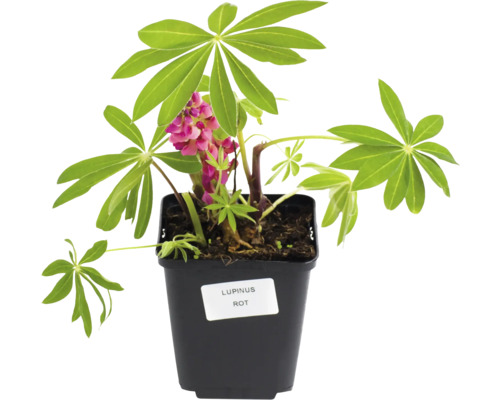 Rote Lupine im Topf