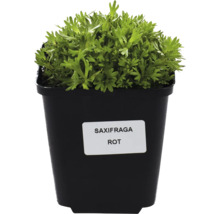 Saxifraga rote Sorte im Topf