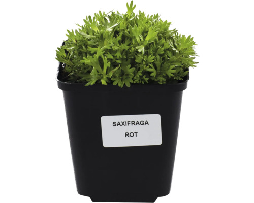 Saxifraga rote Sorte im Topf