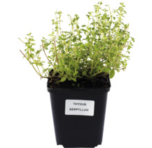 Thymian Serpyllum im Topf