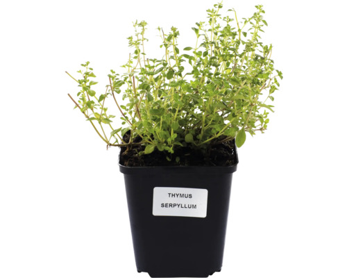 Thymian Serpyllum im Topf