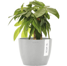 Zimmerpflanze Glückskastanie Pachira aquatica in grauem Ecopots Übertopf