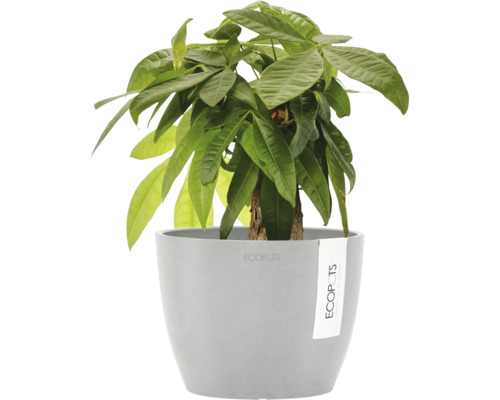 Zimmerpflanze Glückskastanie Pachira aquatica in grauem Ecopots Übertopf