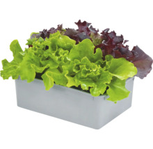 Salatsetzlinge in Anzuchtschale