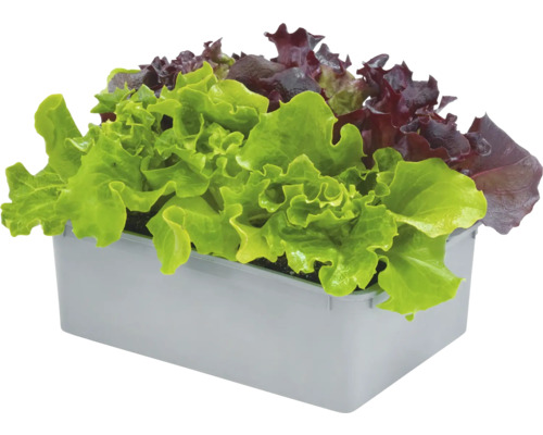 Pflücksalat Mix FloraSelf 6-er Pack Gemüsepflanzen Salatsetzlinge in Anzuchtschale