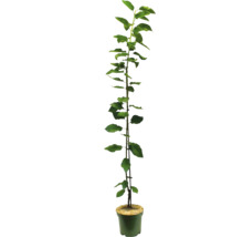 Apfelbaum-Setzling im Topf