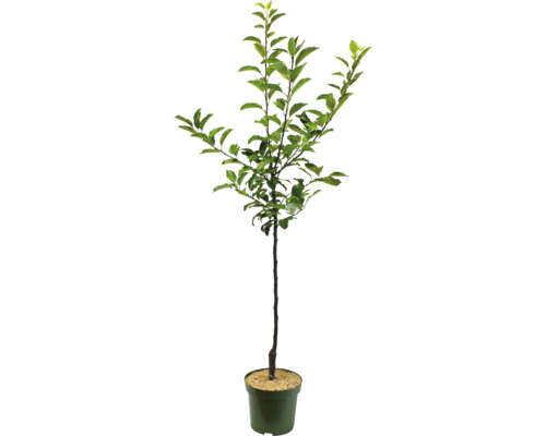 Junger Baum im Topf mit grünen Blättern.