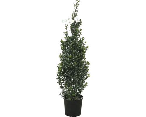 Immergrüner Strauch im Topf für den Aussenbereich