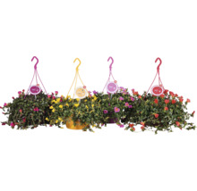 Vier hängende Sukkulenten mit bunten Blüten