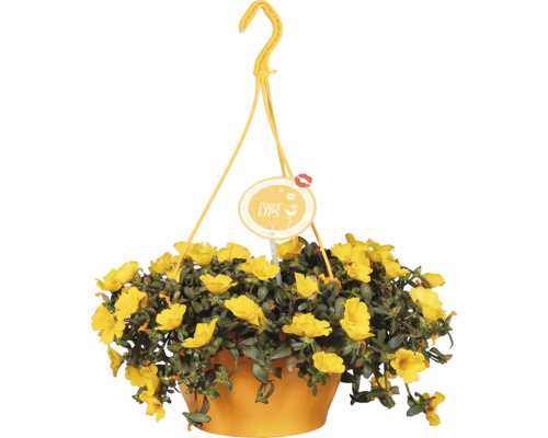 Hängeampel mit gelben Blüten