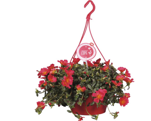 Hängepetunie in einem Topf mit Aufhänger