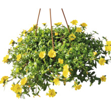 Hängeampel mit Portulakröschen