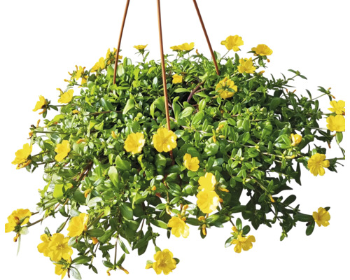 Hängeampel mit Portulakröschen