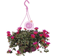 Hängepflanze mit pinkfarbenen Blüten und dem Logo More Lips