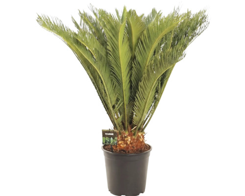 Palmfarn, Sagopalmfarm FloraSelf Cycas revoluta H ca. 80 cm Ø 24 cm Topf Palmfarn in einem Topf