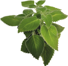 Indische Nessel mit gezackten Blättern