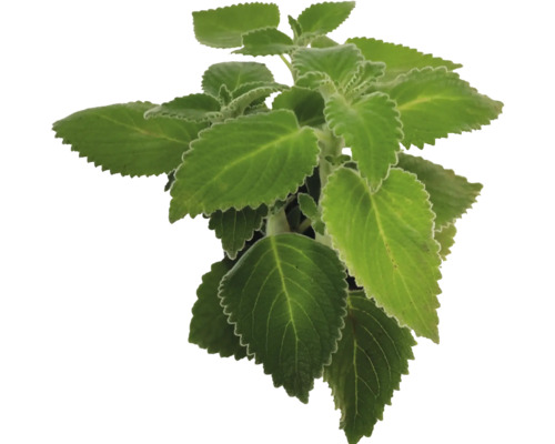 Indische Nessel mit gezackten Blättern