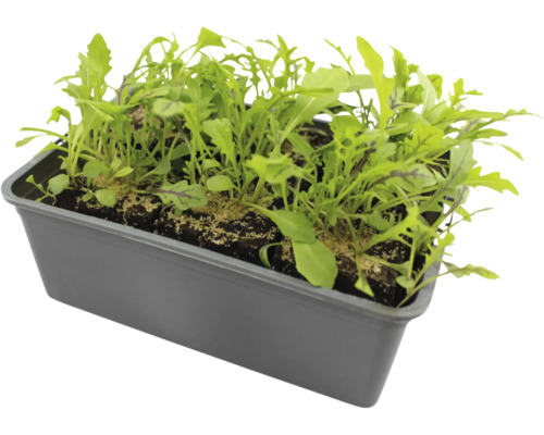 Salatrauke in einer grauen Pflanzschale