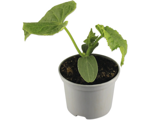 Gurkenpflanze im Topf