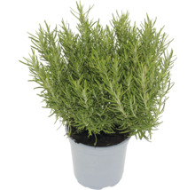 Rosmarinpflanze im Topf