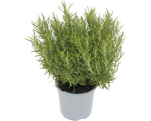 Rosmarinpflanze im Topf