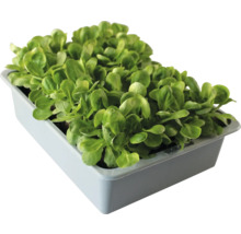 Feldsalat in einer Schale